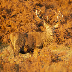 Stag at sunset